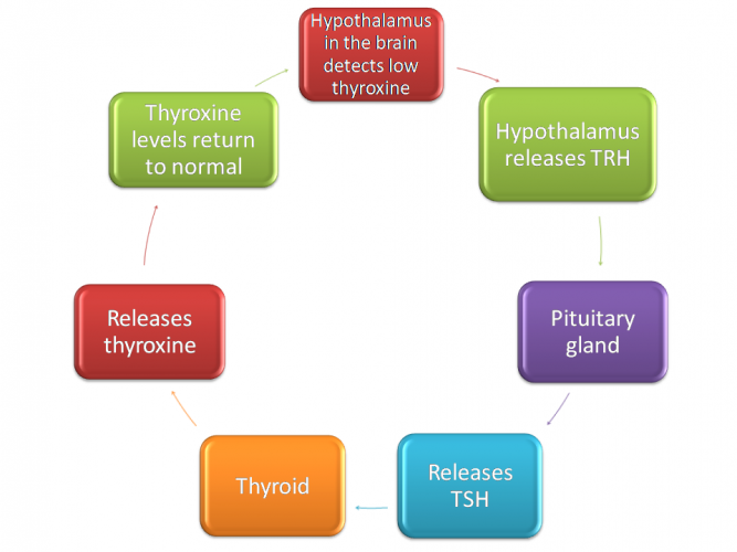 Image of thyroid, thyroxine and negative feedback cycle