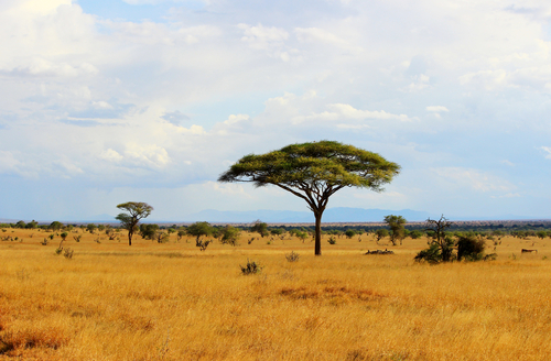 grassland