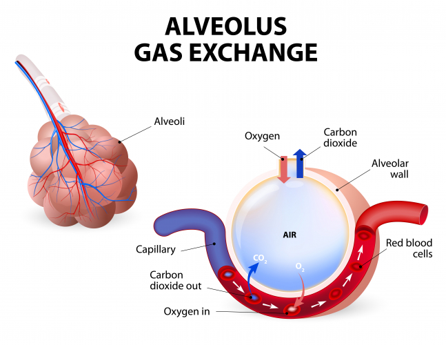 Gas exchange in the alveoli