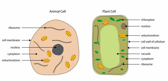 Plant and Animal cells