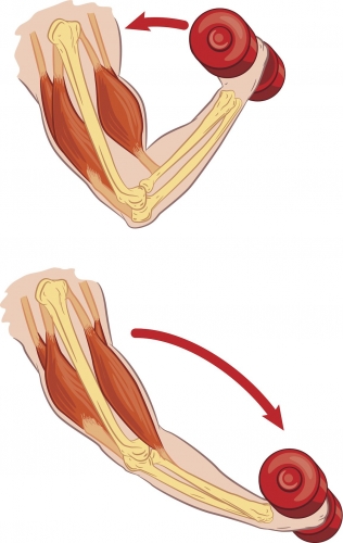 Image of antagonistic muscles in arm
