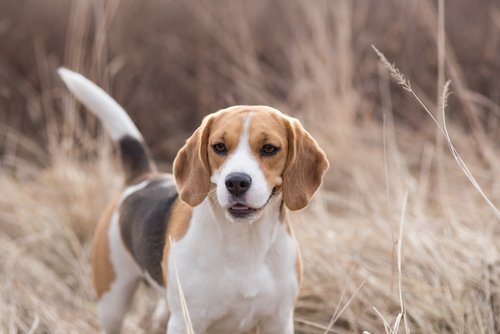 beagle dog