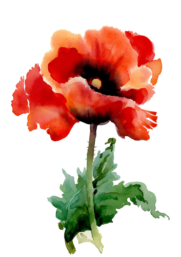 a poppy