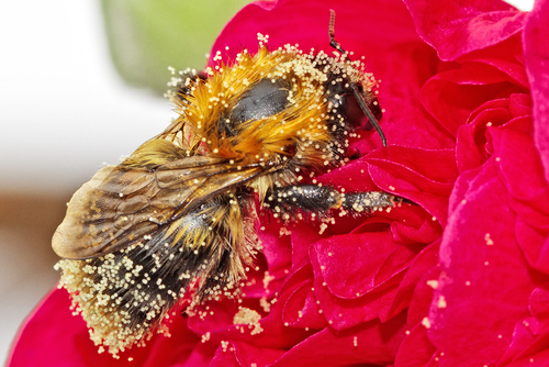 bee on flower