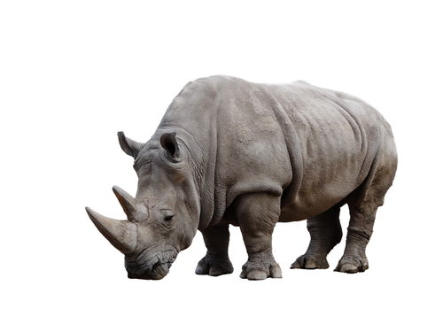 a white rhino