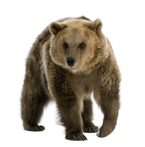 Brown bear walking on all fours