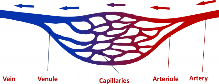 Blood vessels