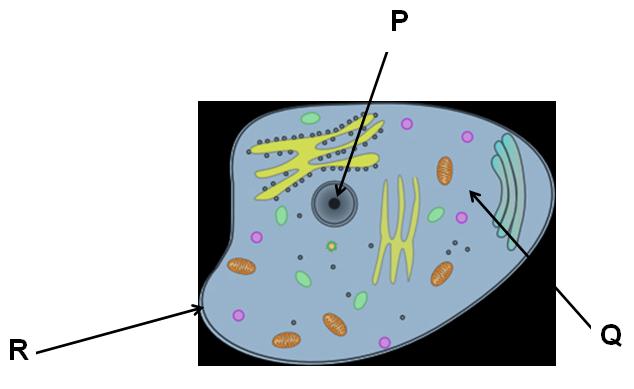 Identify and Describe Key Features of Eukaryotes and ...