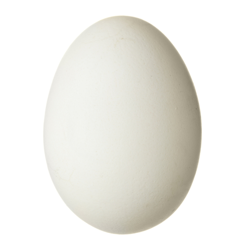 egg