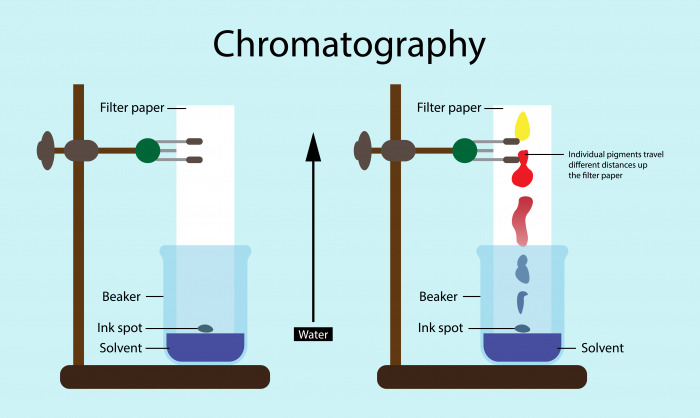 chromatography experiment