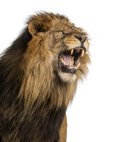 a lion roaring