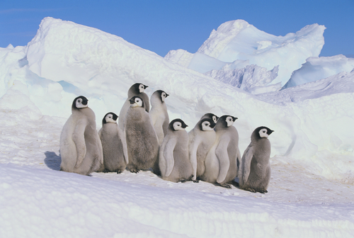 Penguin chicks