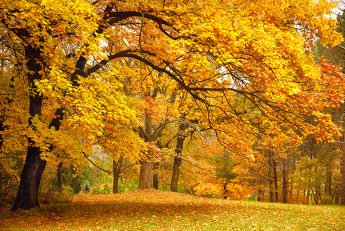 autumn forest scene yellow leaves