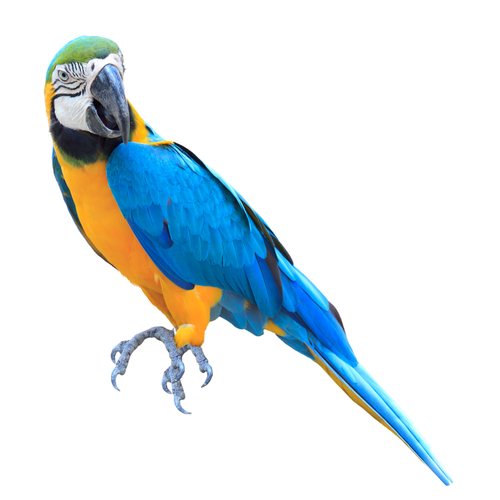 blue and yellow parrot