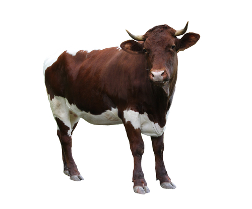 Cow