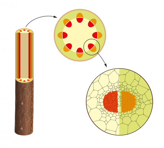 Xylem and phloem in a root and a stem