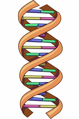 Double helix