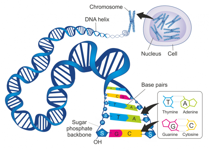 Strands of DNA