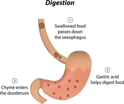 Image of stomach with labels