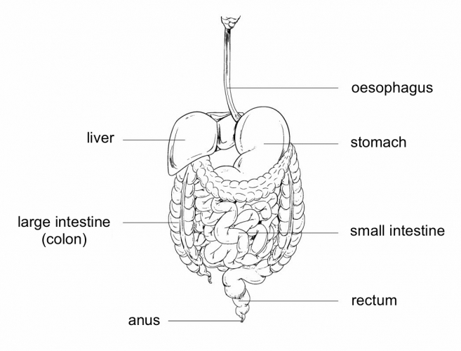 diagram of digestive system