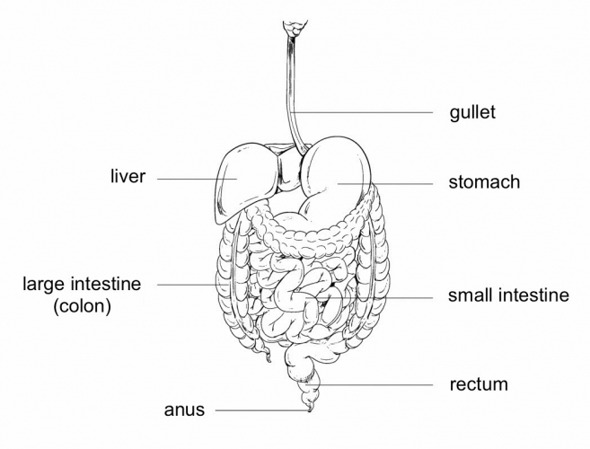 Image of digestive system