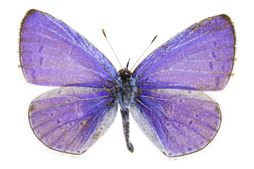 purple butterfly