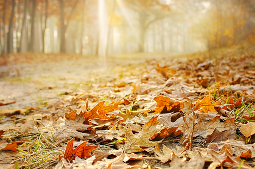 autumn leaves in forest