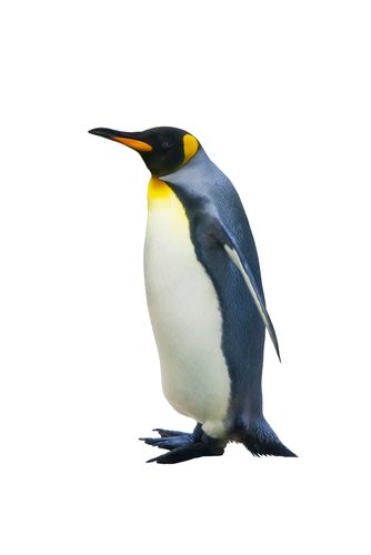 Emperor penguin