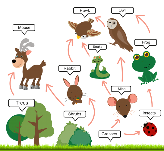 Food web