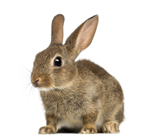 wild brown rabbit