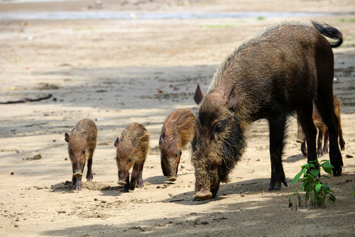 family of pigs
