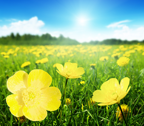 field of buttercups