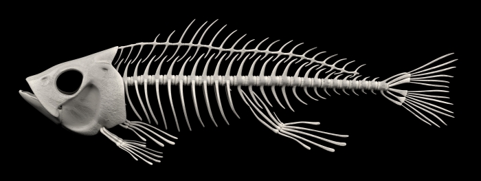 fish skeleton