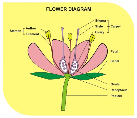 diagram of a flower
