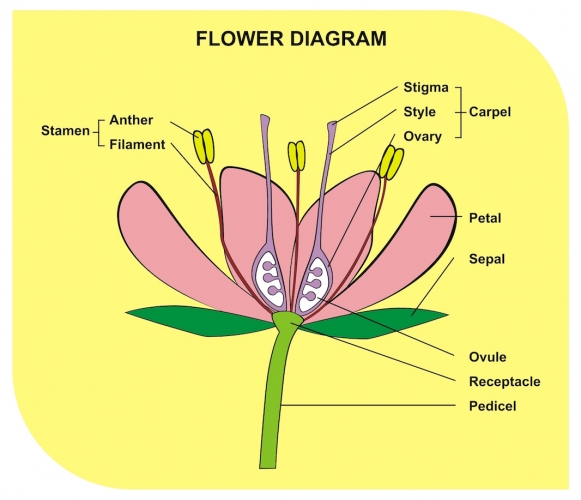 Flower labelled