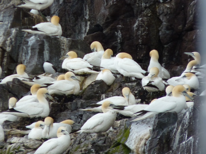 Gannets nesting
