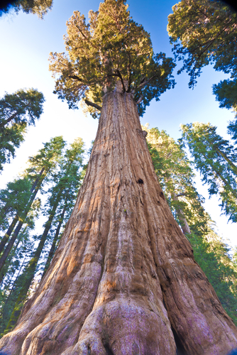 giant tree