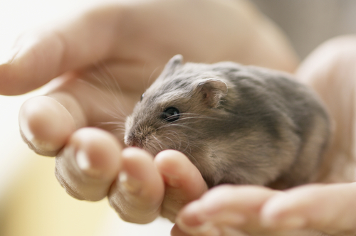 hamster on a hand