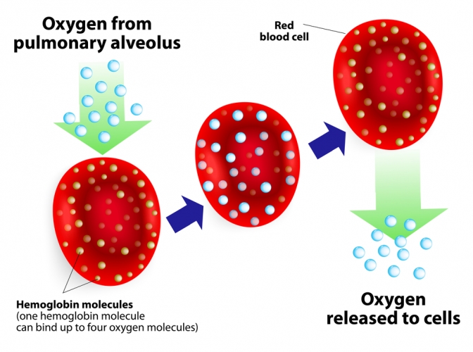 Red blood cells carrying oxygen