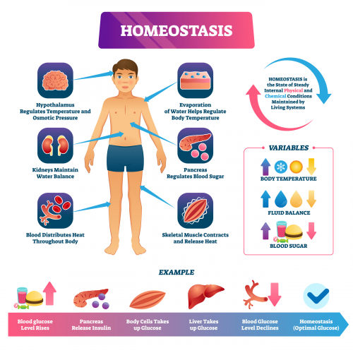 Image of types of homeostasis