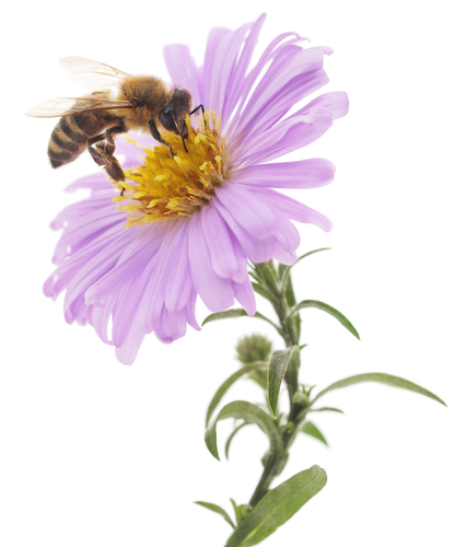 Bee on a flower