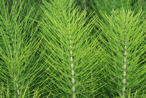 Horsetail