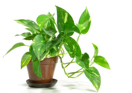 A pot plant