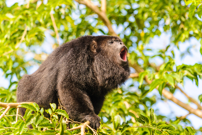 a howler monkey