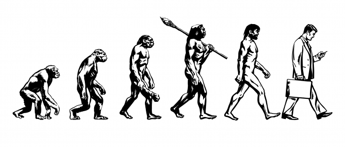 Human evolution