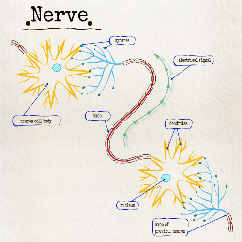 Image of a nerve