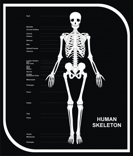 skeleton diagram