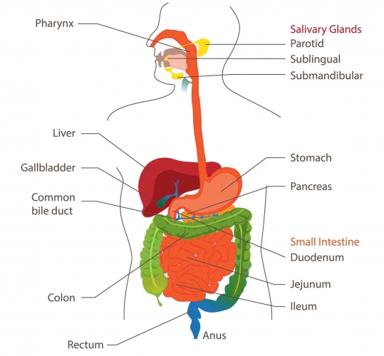 Image of human digestive system