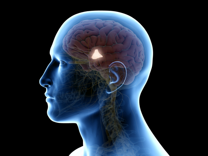 The hypothalamus in the brain