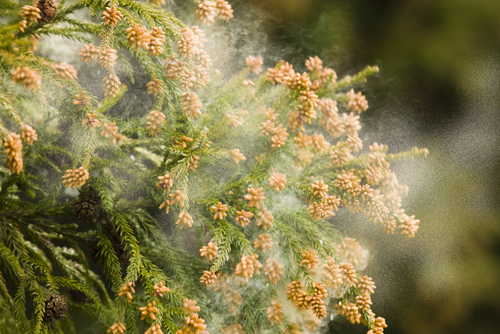 wind pollinated cedar tree releasing pollen